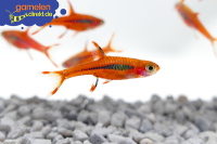 Fische